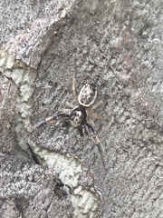 Metaphidippus siticulosus