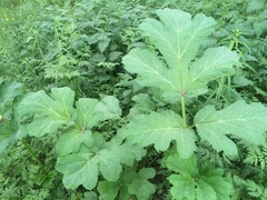 Heracleum sosnowskyi