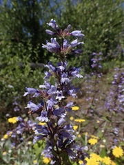Penstemon anguineus