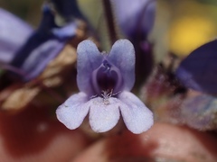 Penstemon anguineus
