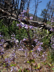 Penstemon anguineus