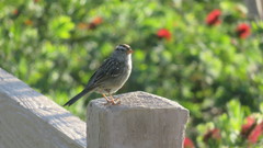 Zonotrichia leucophrys