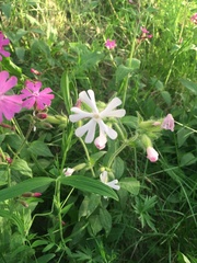 Melandrium