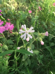 Melandrium