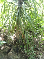 Beaucarnea recurvata
