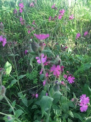 Silene dioica