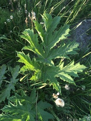 Heracleum mantegazzianum