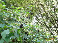 Callicarpa acuminata