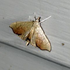 Sericoplaga externalis