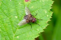 Pollenia