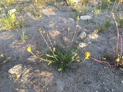 Scorzoneroides autumnalis