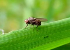 Muscidae
