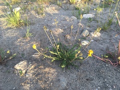 Scorzoneroides autumnalis