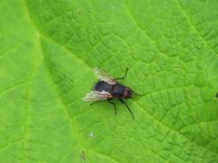 Diptera