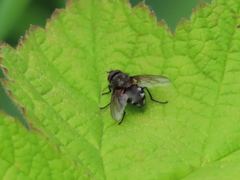 Pollenia