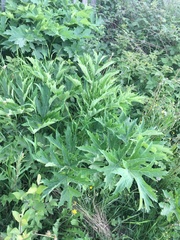 Heracleum mantegazzianum