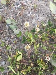 Trifolium repens