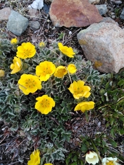 Potentilla subvahliana
