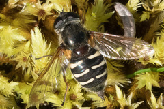 Sericomyia