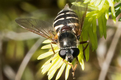 Sericomyia