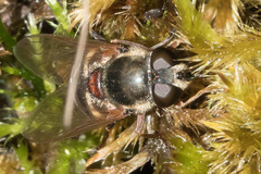 Sericomyia