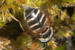 Sericomyia