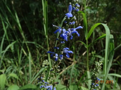 Salvia connivens