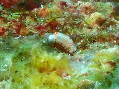 Hypselodoris skyleri