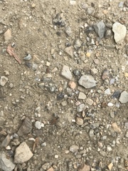 Pogonomyrmex rugosus