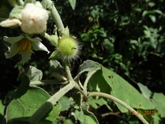 Solanum hirtum