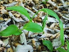 Epipactis atrorubens
