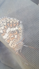 Melitaea phoebe