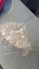 Melitaea phoebe