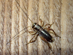 Cyphoderris