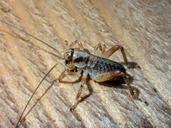 Cyphoderris