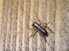 Cyphoderris