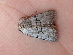Sympistis greyi