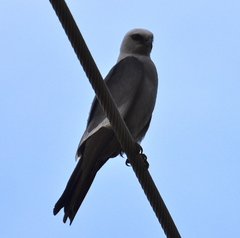 Ictinia mississippiensis