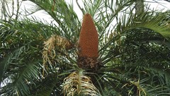 Cycas megacarpa