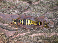 Sesia apiformis