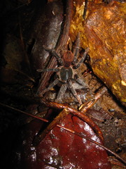 Acentropelma