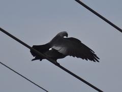 Ictinia mississippiensis