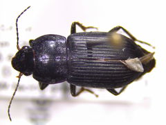 Anisodactylus harrisii