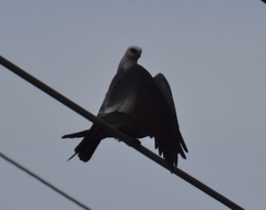 Ictinia mississippiensis