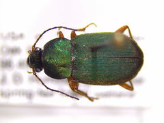 Chlaenius lithophilus