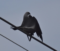 Ictinia mississippiensis