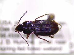 Pterostichus praetermissus