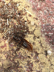 Periplaneta japonica