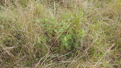 Tephrosia astragaloides