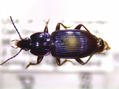 Pterostichus praetermissus